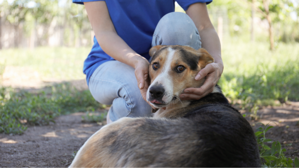 A woman cares for a dog in the shade at Lanta Animal Welfare