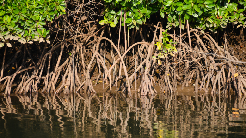 Mysterious mangrove roots drink from brackish water